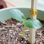 cucumber, bud, potted plant